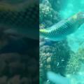 泰国兰塔岛浮潜海底世界